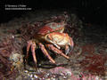 scuba diving photo