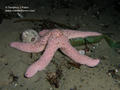 scuba diving photo
