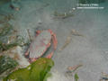 scuba diving photo