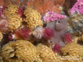 scuba diving photo