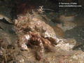 scuba diving photo