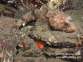 scuba diving photo