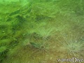 scuba diving photo