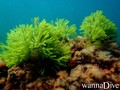 scuba diving photo