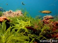 scuba diving photo