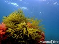 scuba diving photo