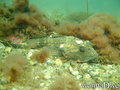 scuba diving photo