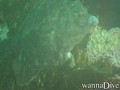 scuba diving photo