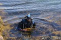 scuba diving photo