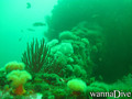 scuba diving photo