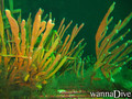 scuba diving photo