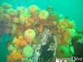 scuba diving photo