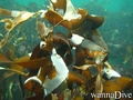 scuba diving photo