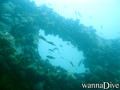 scuba diving photo