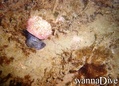 scuba diving photo