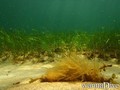 scuba diving photo