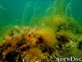 scuba diving photo