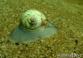 scuba diving photo