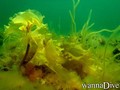 scuba diving photo