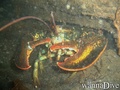 scuba diving photo