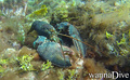 scuba diving photo