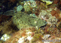 scuba diving photo