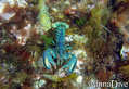 scuba diving photo