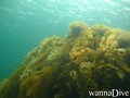 scuba diving photo
