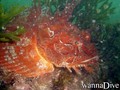 scuba diving photo