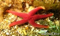 scuba diving photo