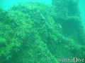 scuba diving photo