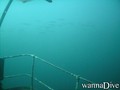 scuba diving photo