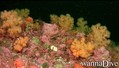 scuba diving photo