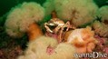 scuba diving photo