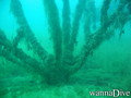 scuba diving photo