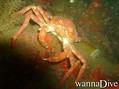 scuba diving photo
