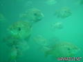 scuba diving photo