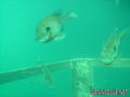 scuba diving photo