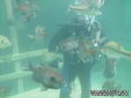 scuba diving photo