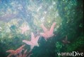scuba diving photo