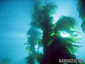 scuba diving photo