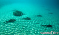 scuba diving photo