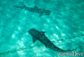 scuba diving photo