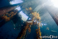 scuba diving photo