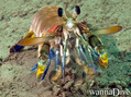 scuba diving photo