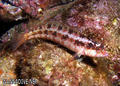 scuba diving photo