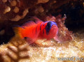 scuba diving photo