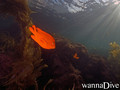 scuba diving photo