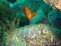 scuba diving photo