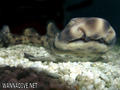 scuba diving photo